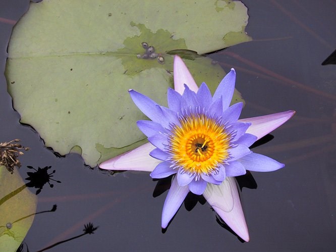 Lotus bleu et jaune
